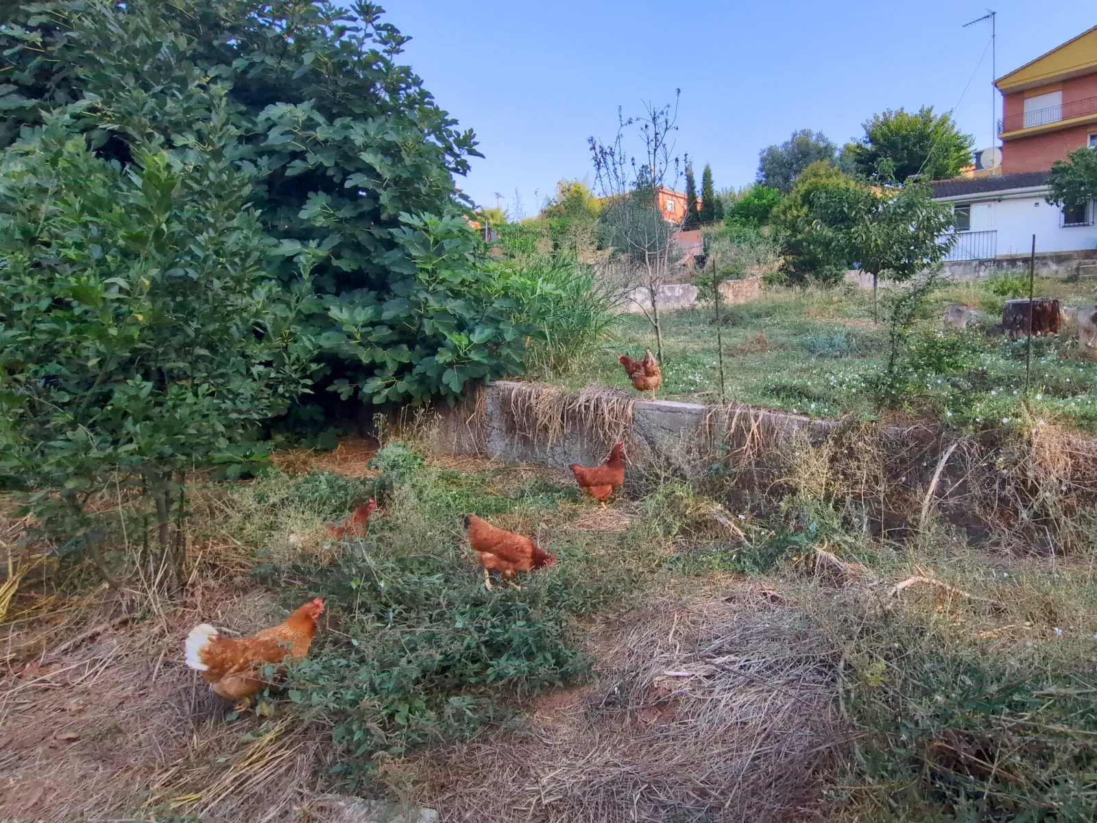 Las gallinas de paseo