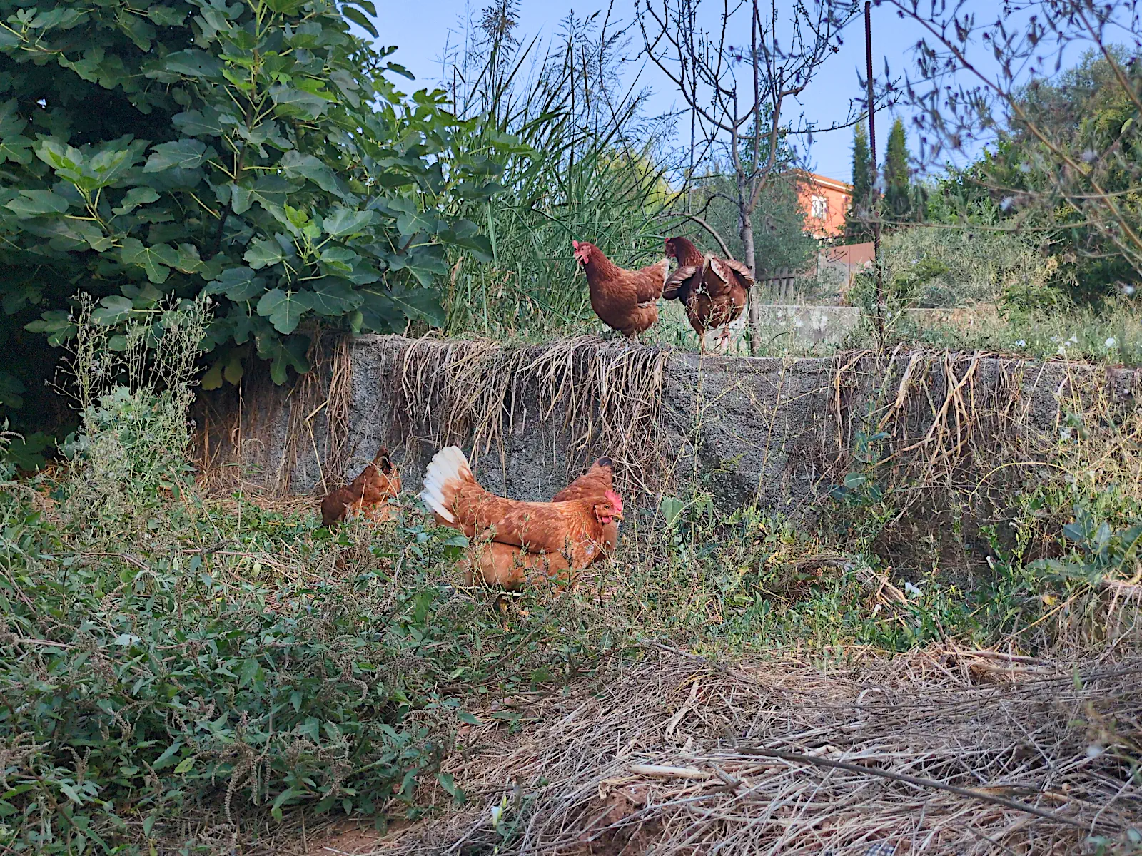 Las gallinas de paseo
